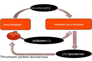 Роль высокого пролактина в развитии гипогонадизма