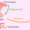 Пролактин и месячные